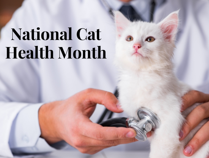 National Cat Health Month Edgewood Animal Clinic